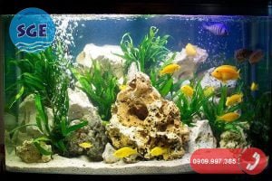 Xử lý nước máy bể cá cảnh