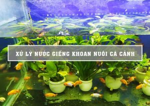 xử lý nước giếng khoan nuôi cá cảnh